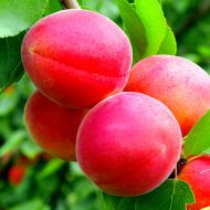 Саженец Абрикос Фарлис в контейнере